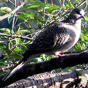 Spotted Dove