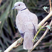 Eurasian Collared Dove