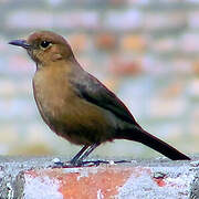 Brown Rock Chat