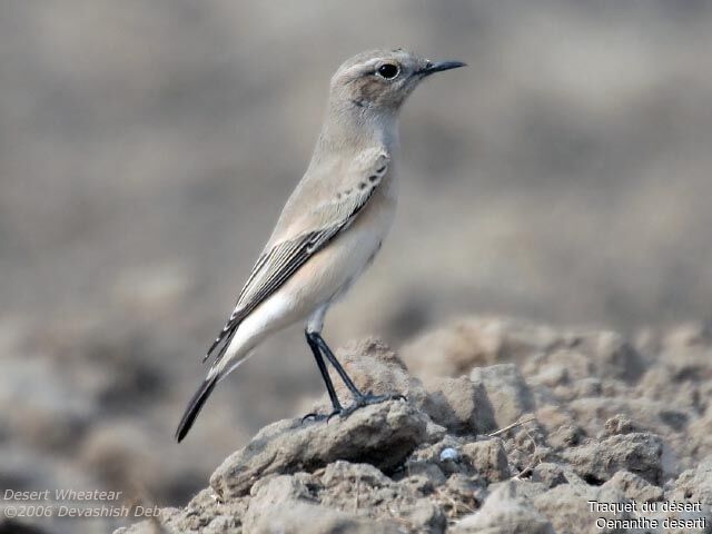 Desert Wheatear male immature