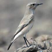 Desert Wheatear