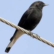 Variable Wheatear