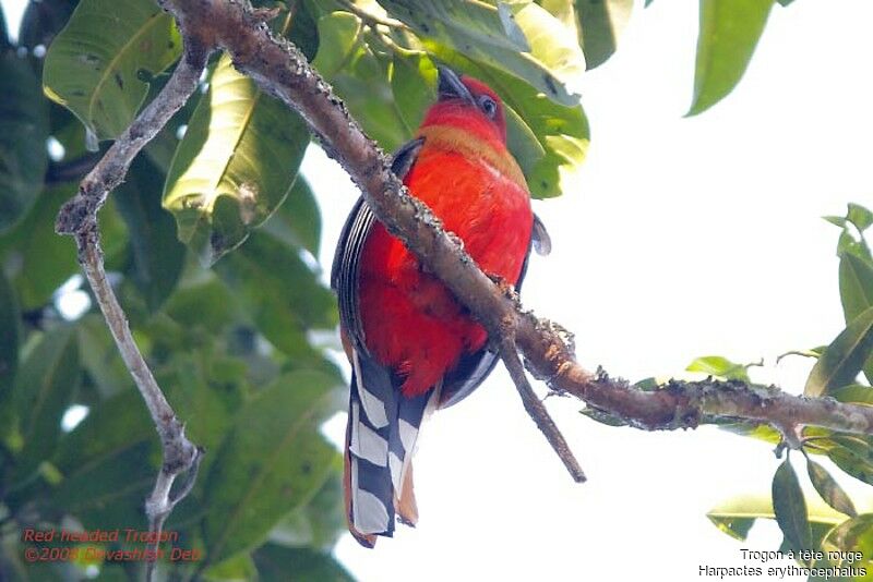 Red-headed Trogon male adult