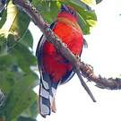 Trogon à tête rouge