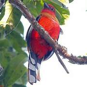 Trogon à tête rouge