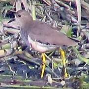 White-tailed Lapwing