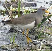 Grey-headed Lapwing