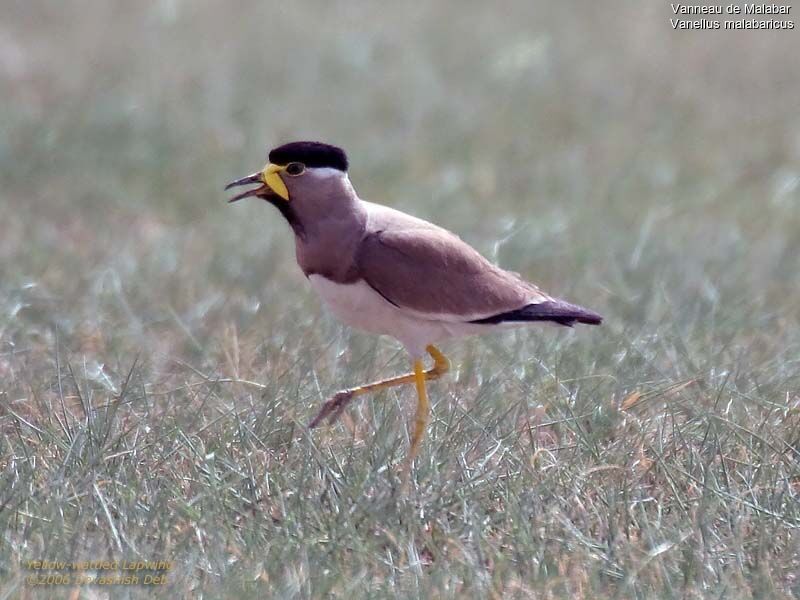 Yellow-wattled Lapwingadult