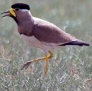 Yellow-wattled Lapwing