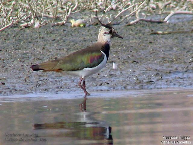 Northern Lapwing