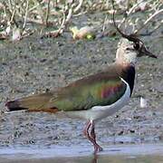 Northern Lapwing