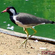 Red-wattled Lapwing