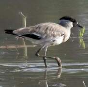 River Lapwing