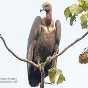 White-rumped Vulture