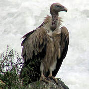 Vautour de l'Himalaya