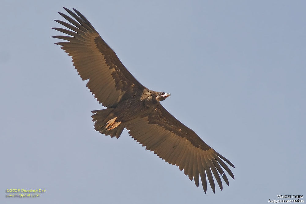 Cinereous Vulturejuvenile