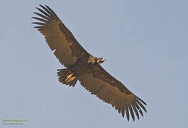 Cinereous Vulture