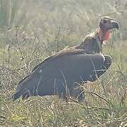 Red-headed Vulture