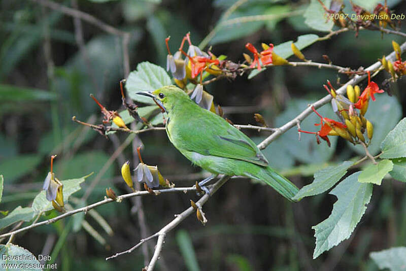 Golden-fronted Leafbirdimmature, identification