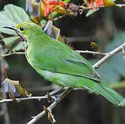 Verdin à front d'or