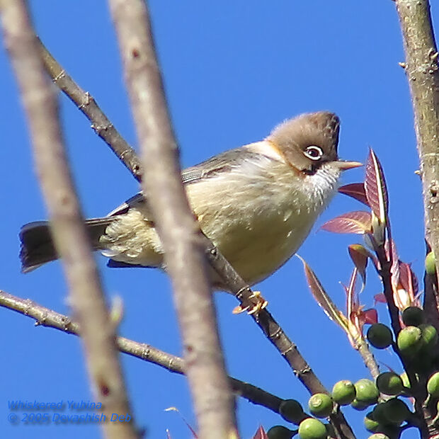 Whiskered Yuhina