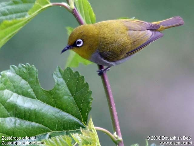 Indian White-eye