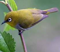 Indian White-eye