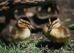 Canard colvert