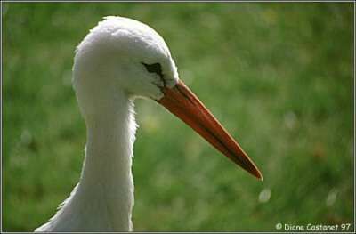 Cigogne blanche