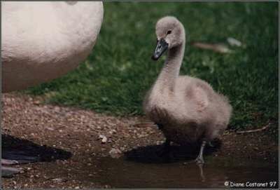 Cygne tuberculé