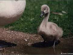 Cygne tuberculé