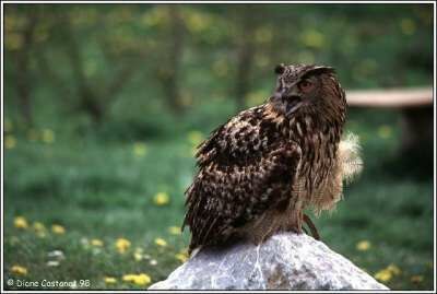 Eurasian Eagle-Owl