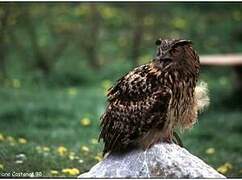 Eurasian Eagle-Owl