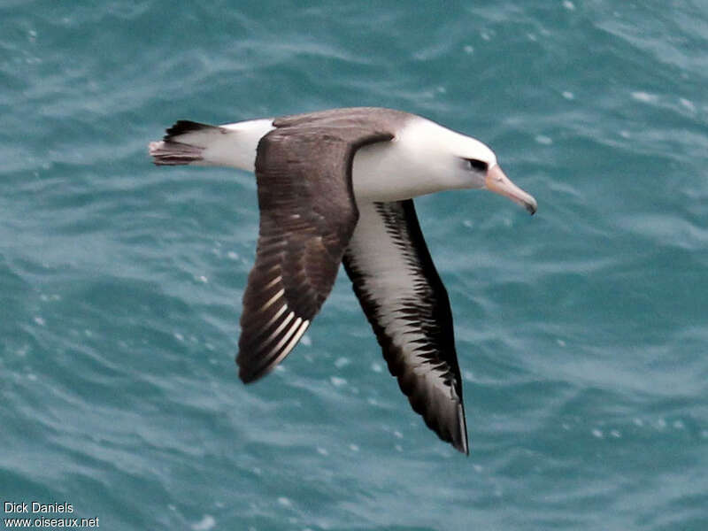 Albatros de Laysanadulte, Vol
