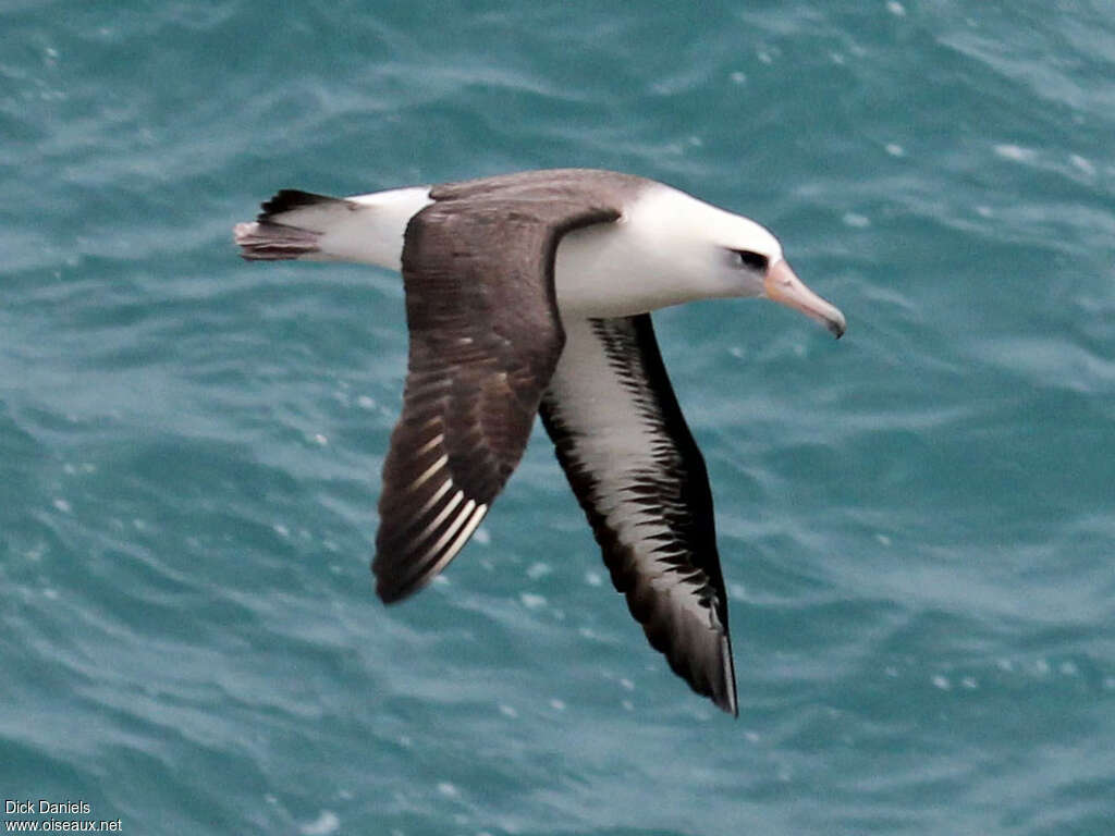 Albatros de Laysanadulte, Vol