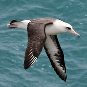 Albatros de Laysan