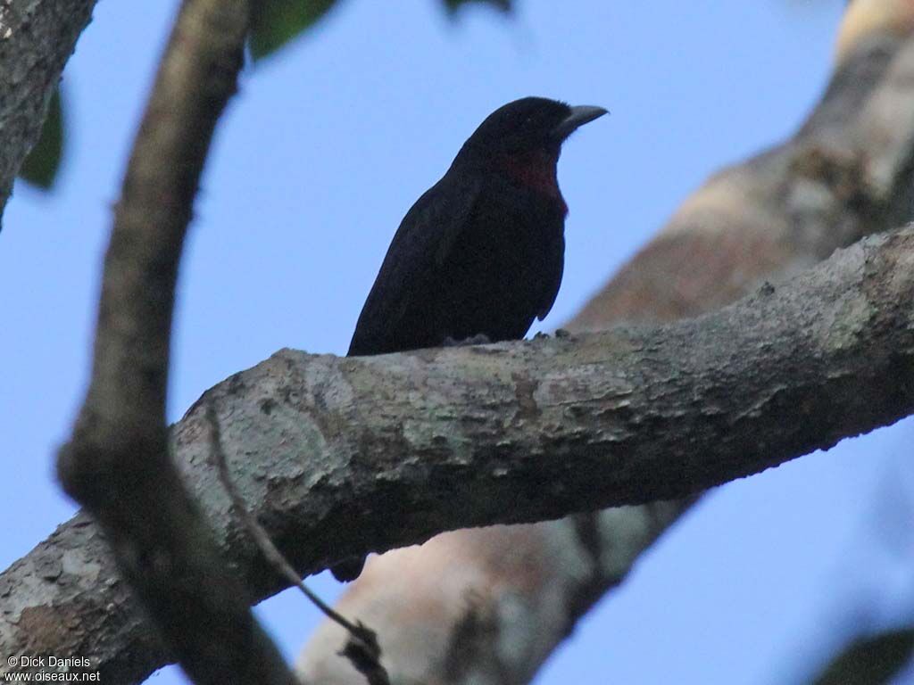 Batara noir mâle adulte, identification