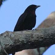 Black Antshrike