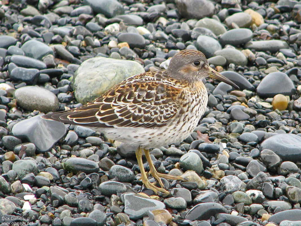 Bécasseau des Aléoutiennesadulte, identification