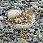 Rock Sandpiper