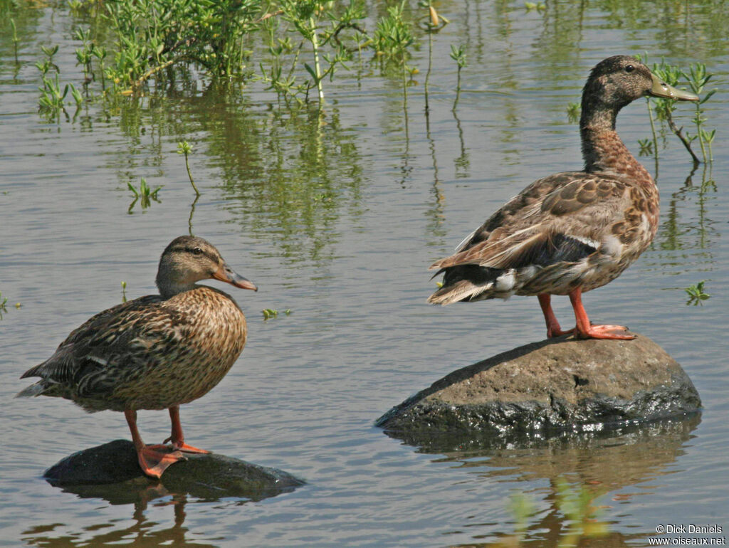 Hawaiian Duck adult, identification