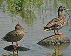 Canard des Hawaï