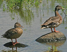 Hawaiian Duck