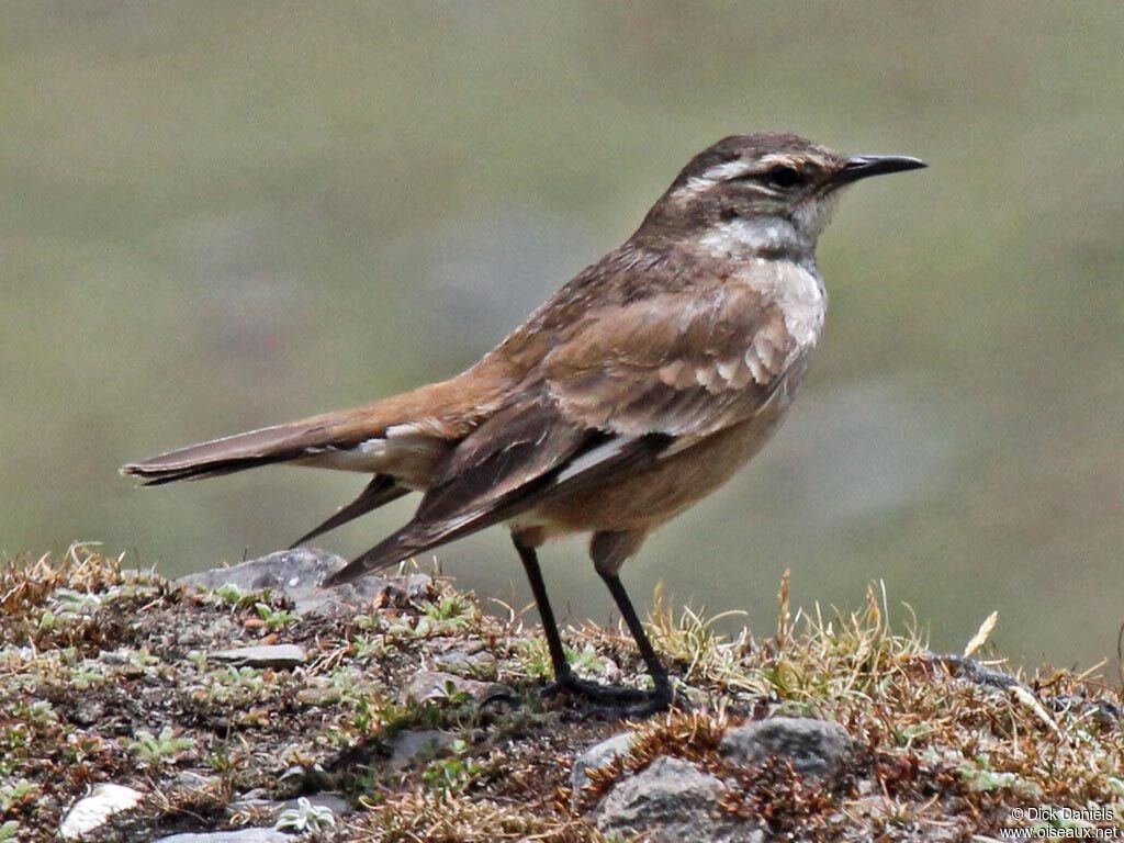 Cream-winged Cinclodesadult, identification