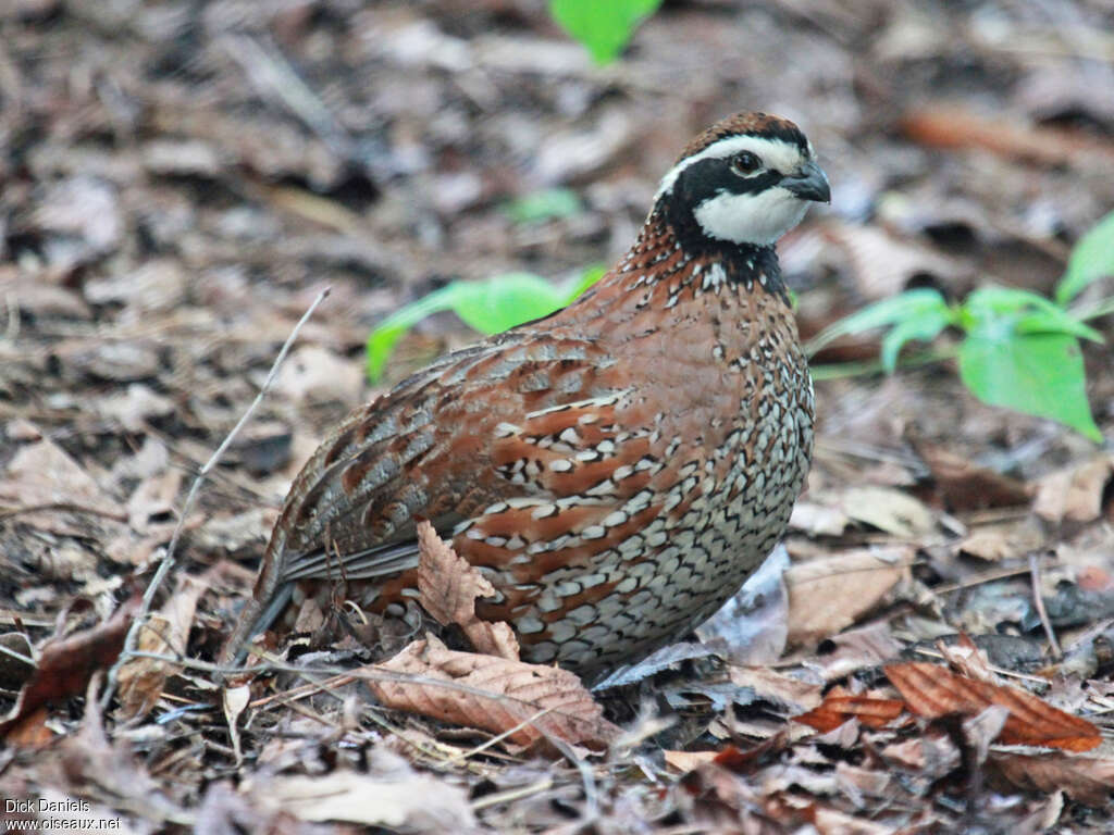 Colin de Virginie, identification