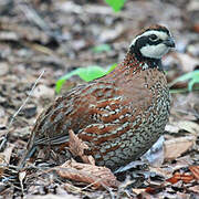 Northern Bobwhite