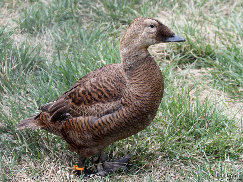 Spectacled Eider