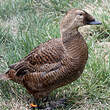 Eider à lunettes