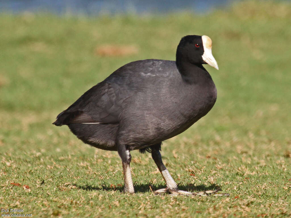 Foulque des Hawaïadulte, identification