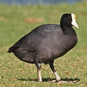 Hawaiian Coot